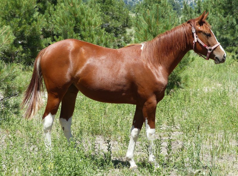 Color Me Guns Cougar Ridge Performance Horses