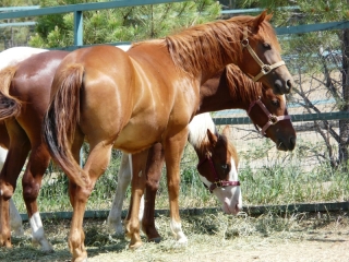 yearlings-011re